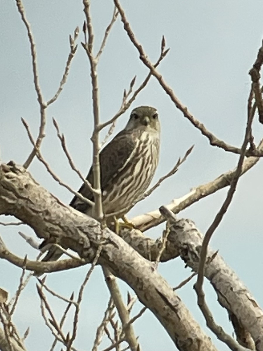 Merlin - Carol Ortenzio