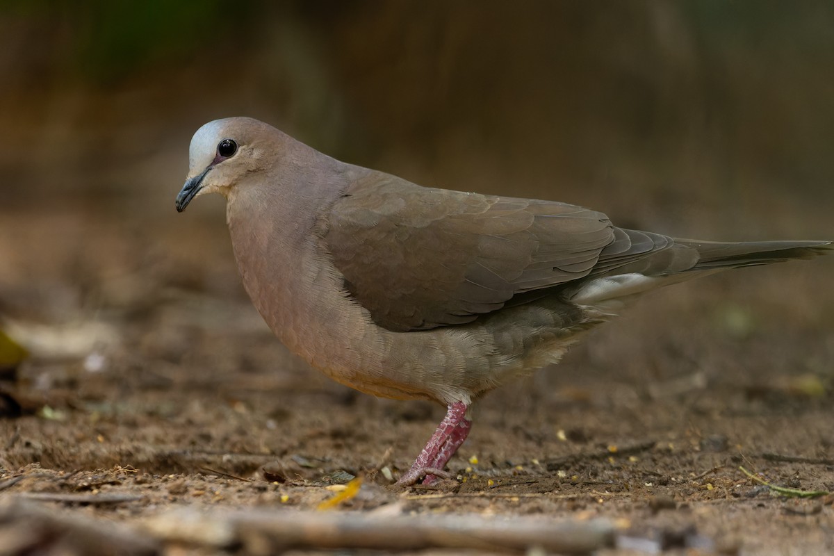 Colombe à front gris - ML610905733