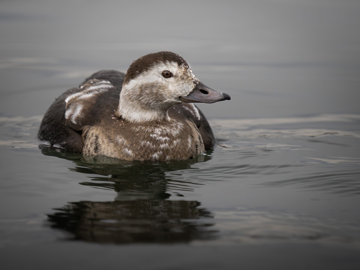 Long-tailed Duck - Colin Koerselman