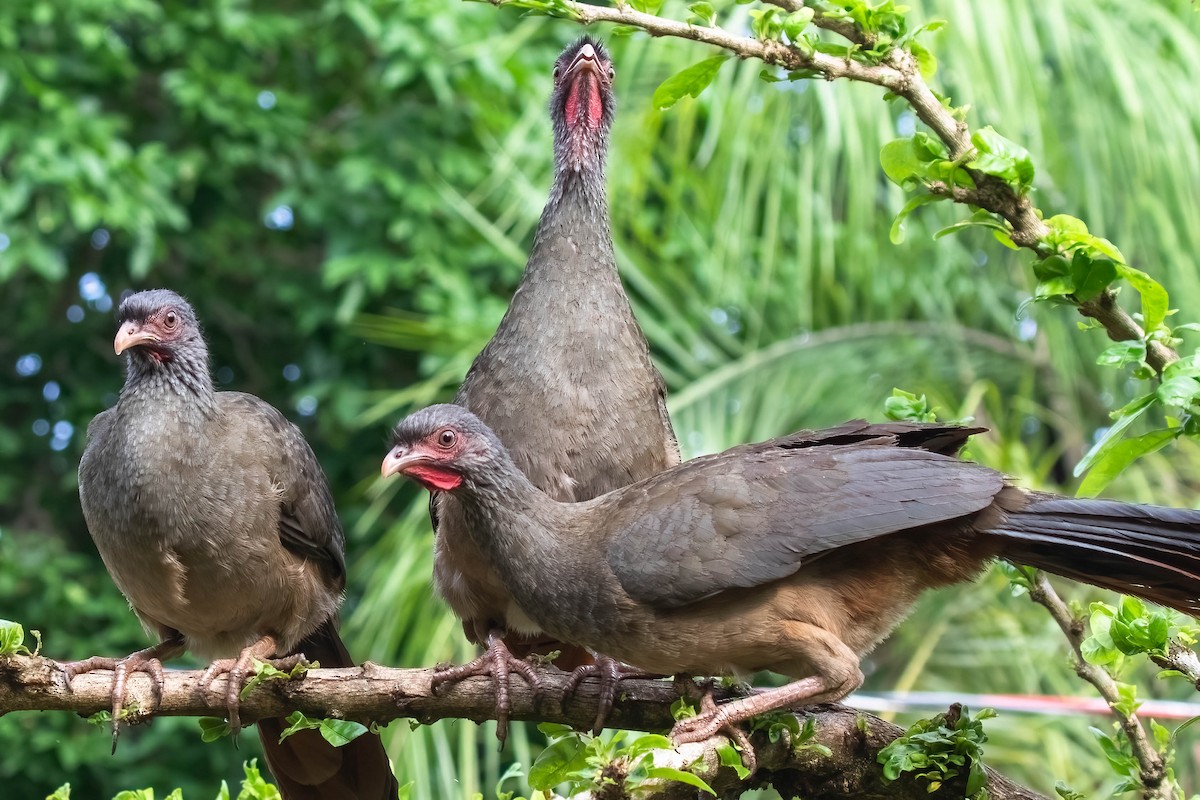 Chachalaca Charata - ML610905834