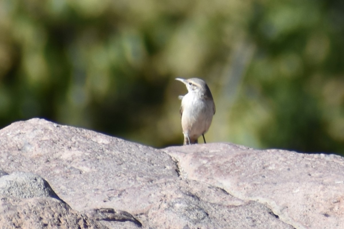 Rock Wren - ML610905848