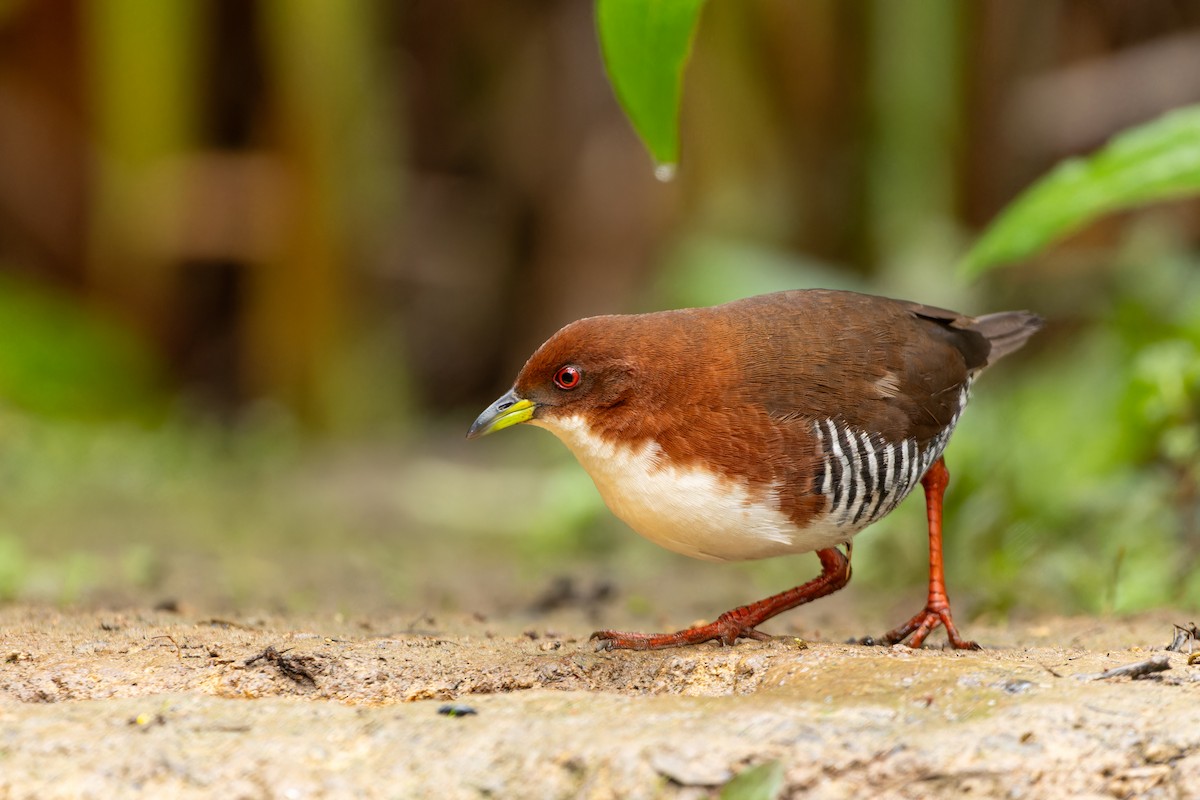 Red-and-white Crake - Tomaz Melo