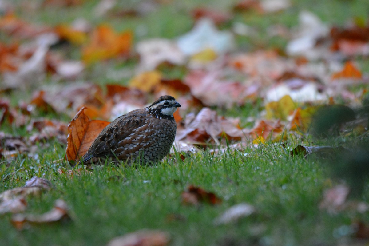 コリンウズラ - ML610905867