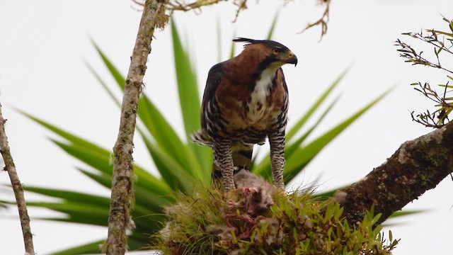 Ornate Hawk-Eagle - ML610905952