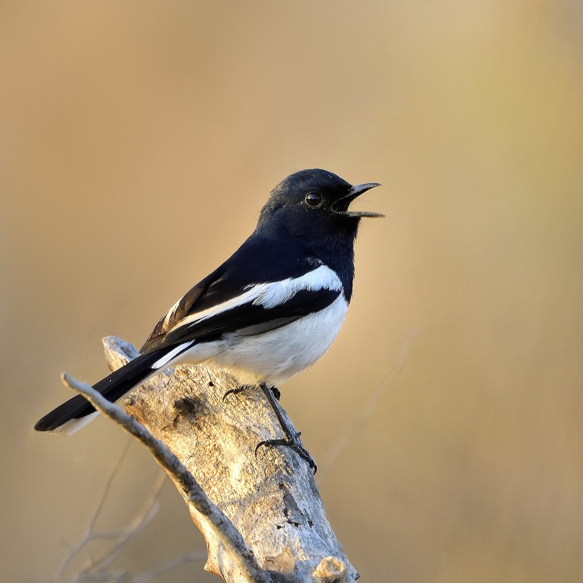 Madagascar Magpie-Robin - ML610905997