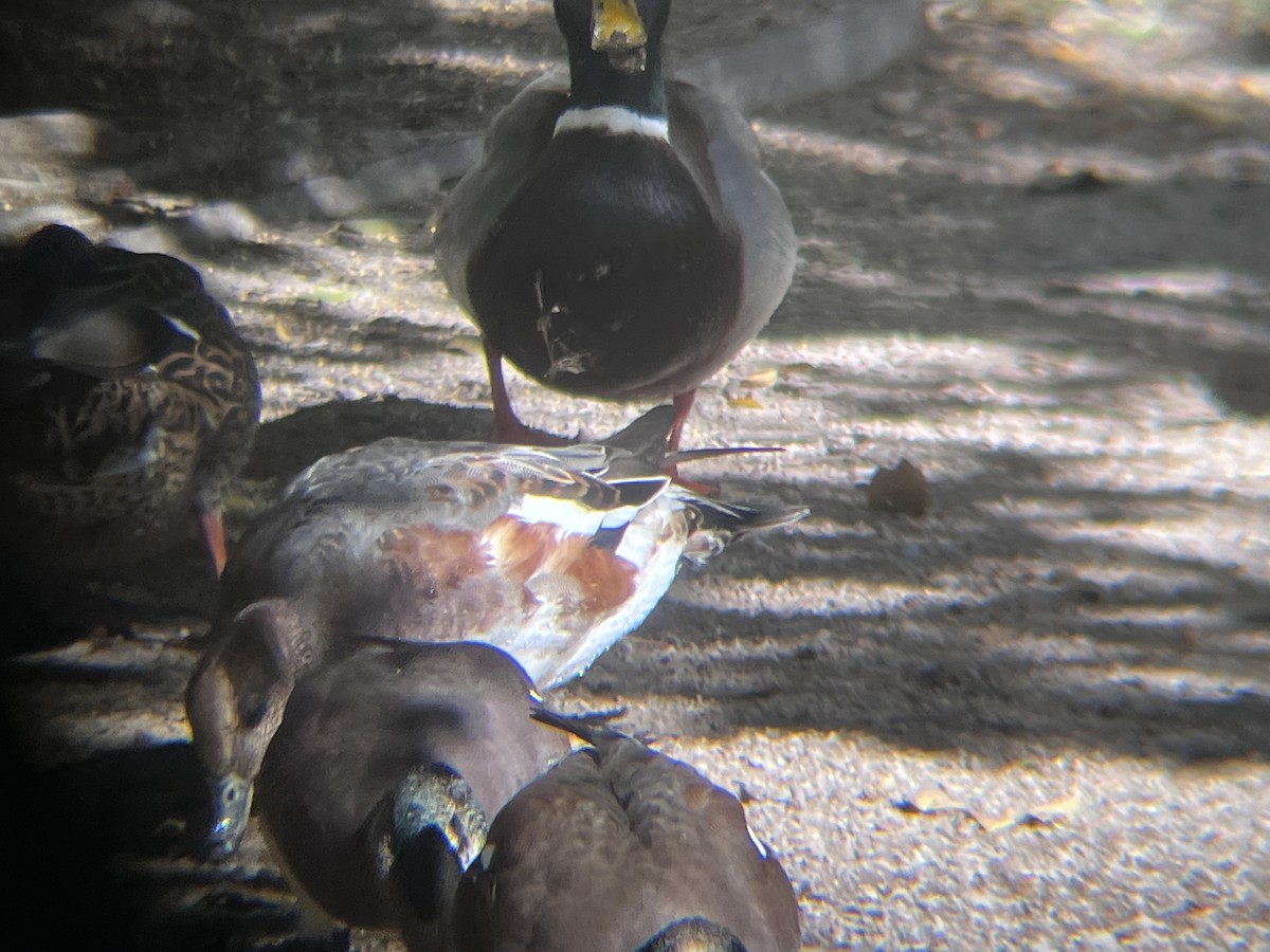 ברווז צהוב-מצח x אמריקני (בן כלאיים) - ML610906019