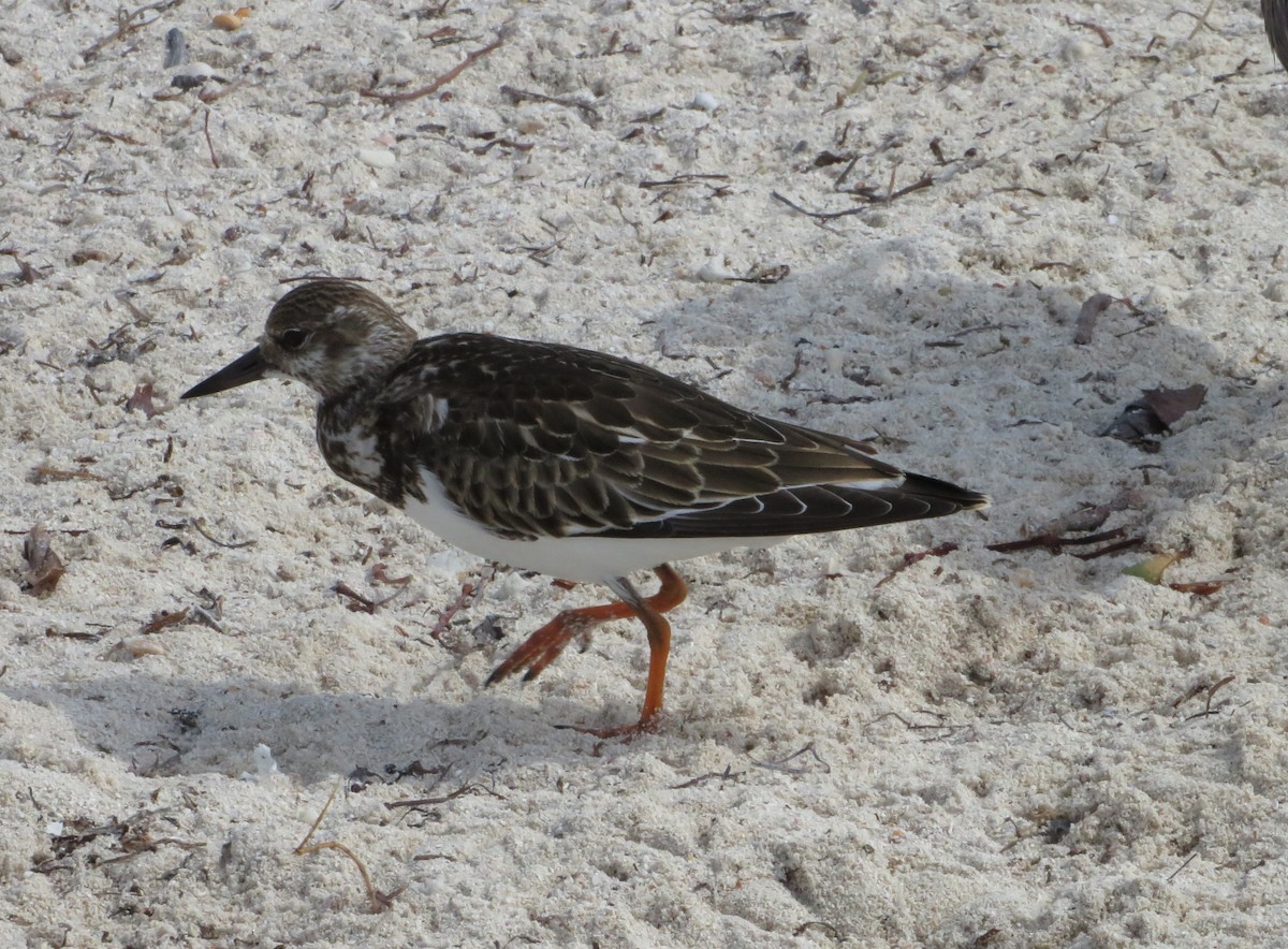 Ruddy Turnstone - Jim Boxwell