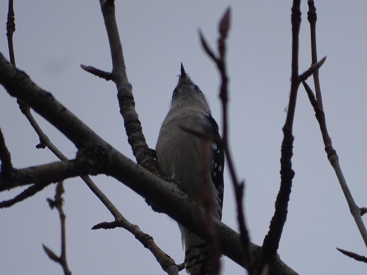 Downy Woodpecker - ML610906189