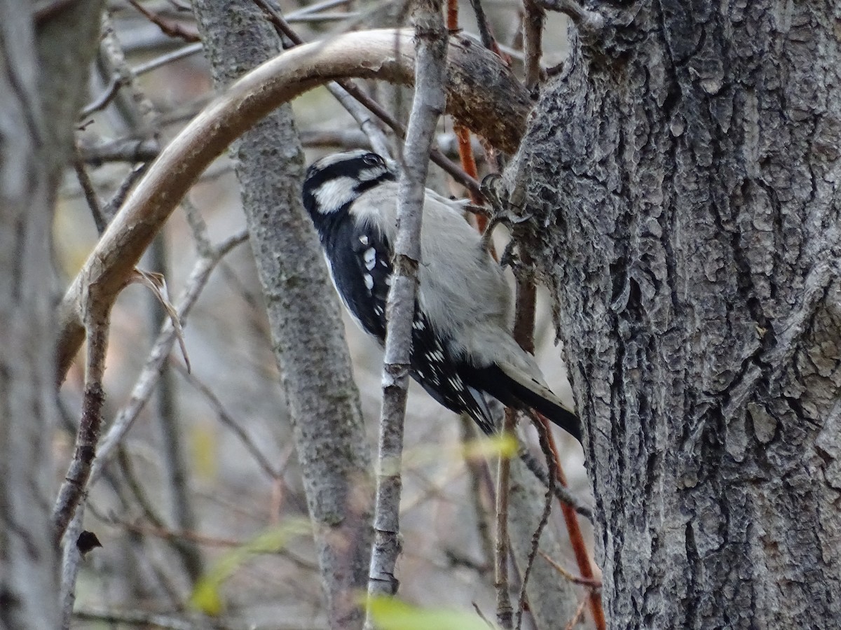 Downy Woodpecker - ML610906191