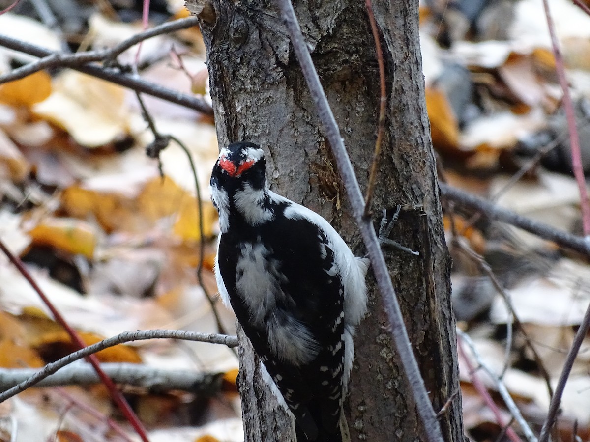 Hairy Woodpecker - ML610906208