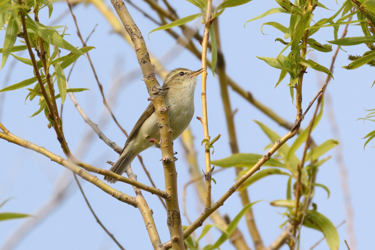 Mosquitero Verdoso - ML610906226