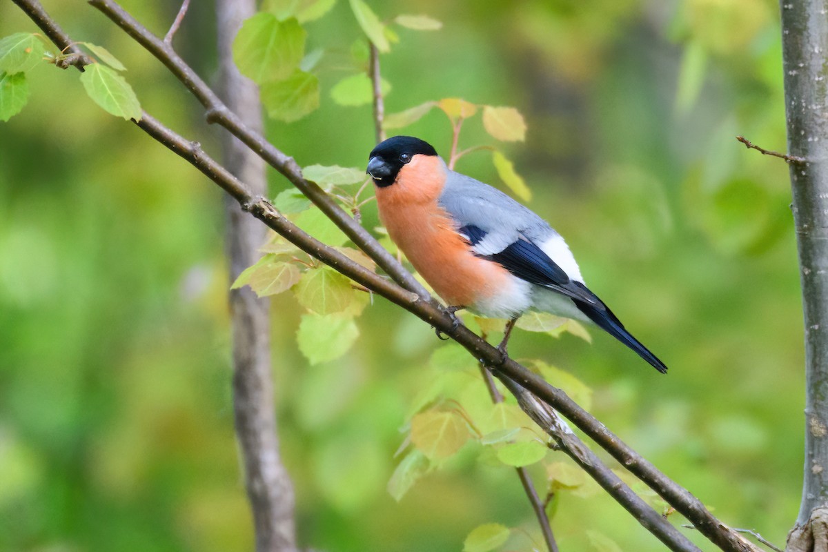 Eurasian Bullfinch - ML610906237