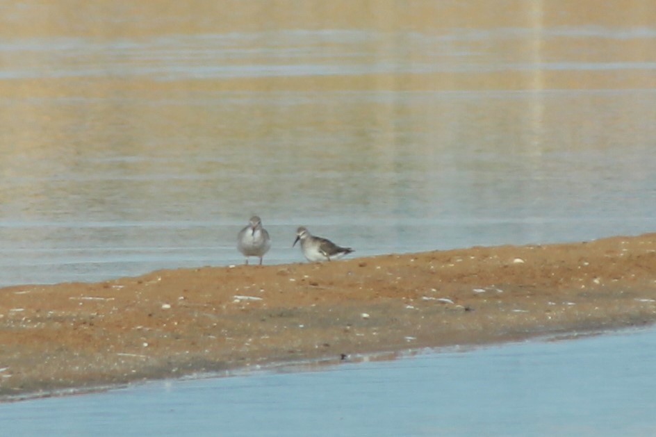 Curlew Sandpiper - ML610906240