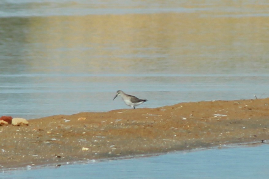 Curlew Sandpiper - ML610906242