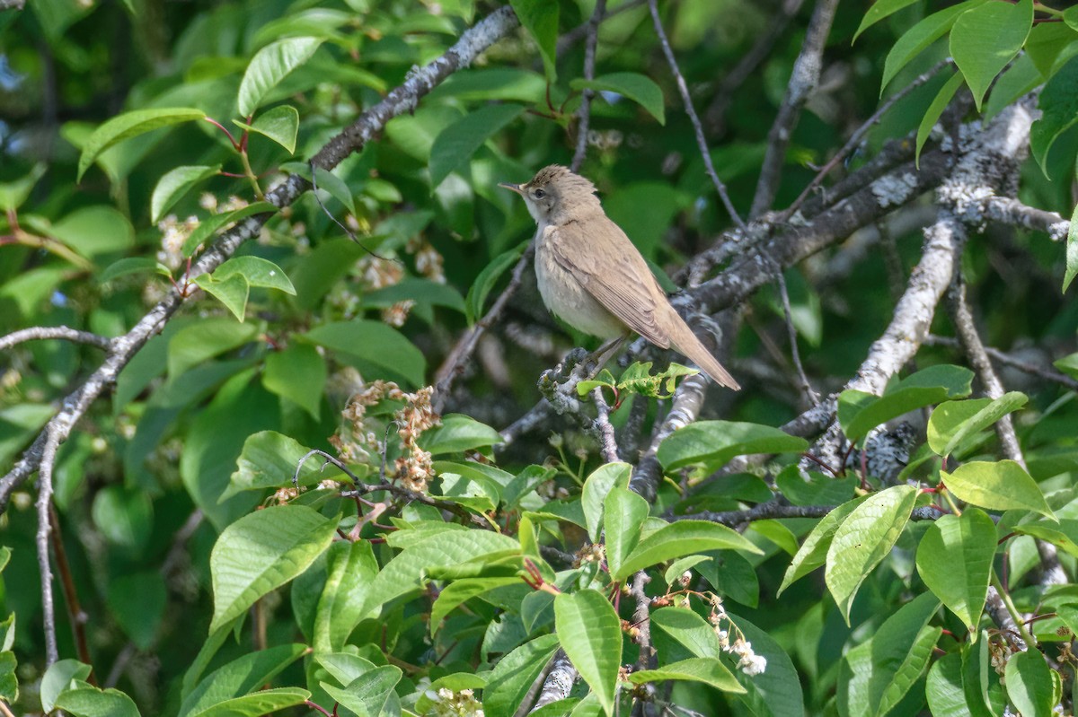 Marsh Warbler - Matthew Hobbs