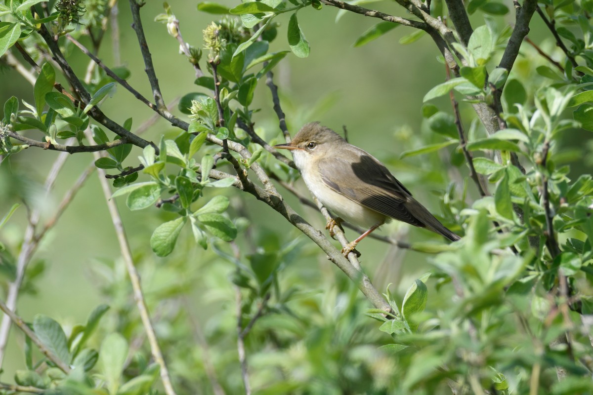 Marsh Warbler - ML610906259