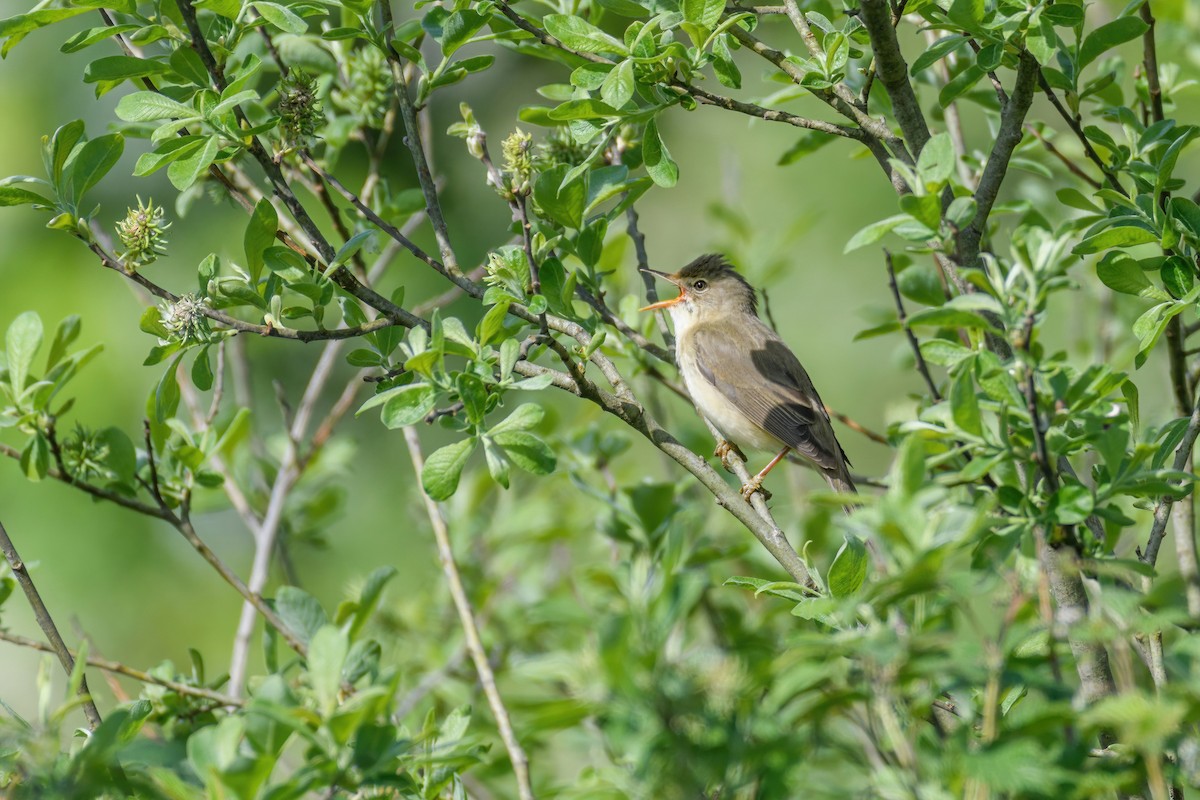 Marsh Warbler - ML610906260