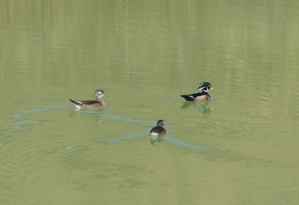 Wood Duck - ML610906319