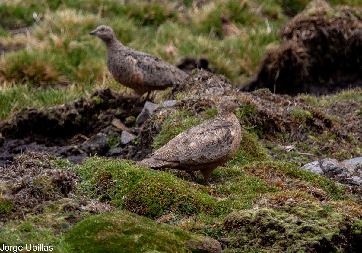 Rufous-bellied Seedsnipe - ML610906334