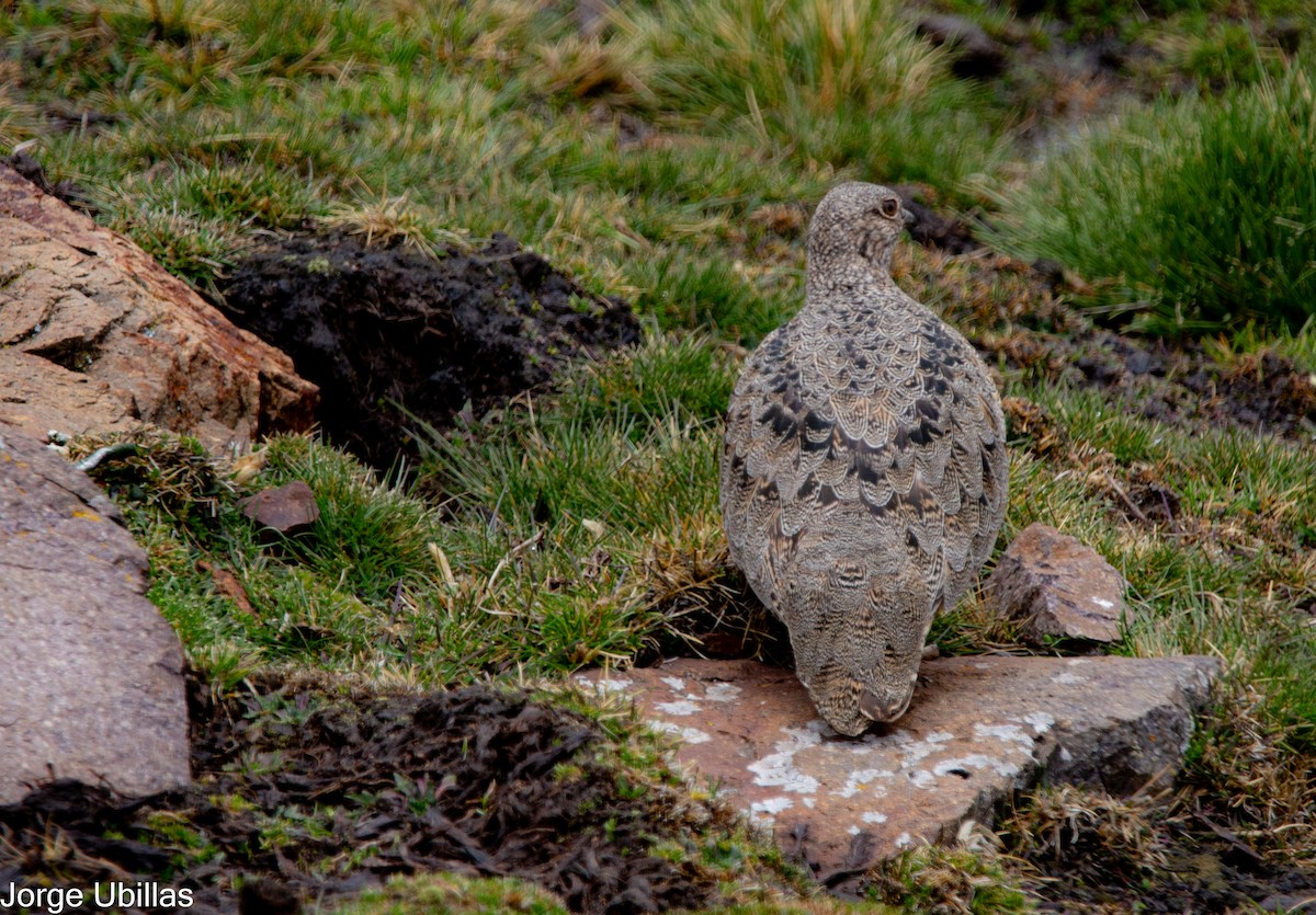 Rufous-bellied Seedsnipe - ML610906337