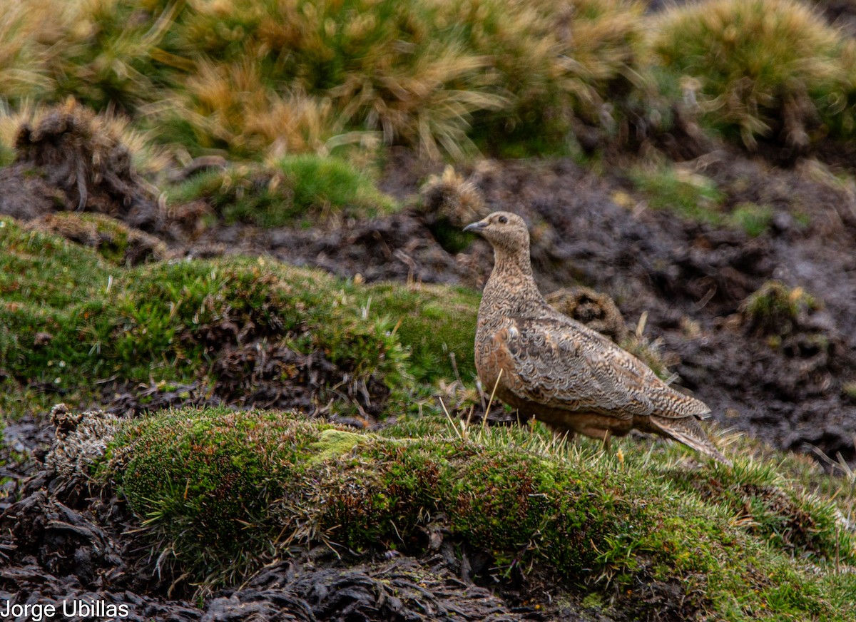 Rufous-bellied Seedsnipe - ML610906338