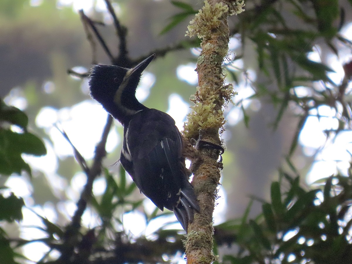 Powerful Woodpecker - ML610906350