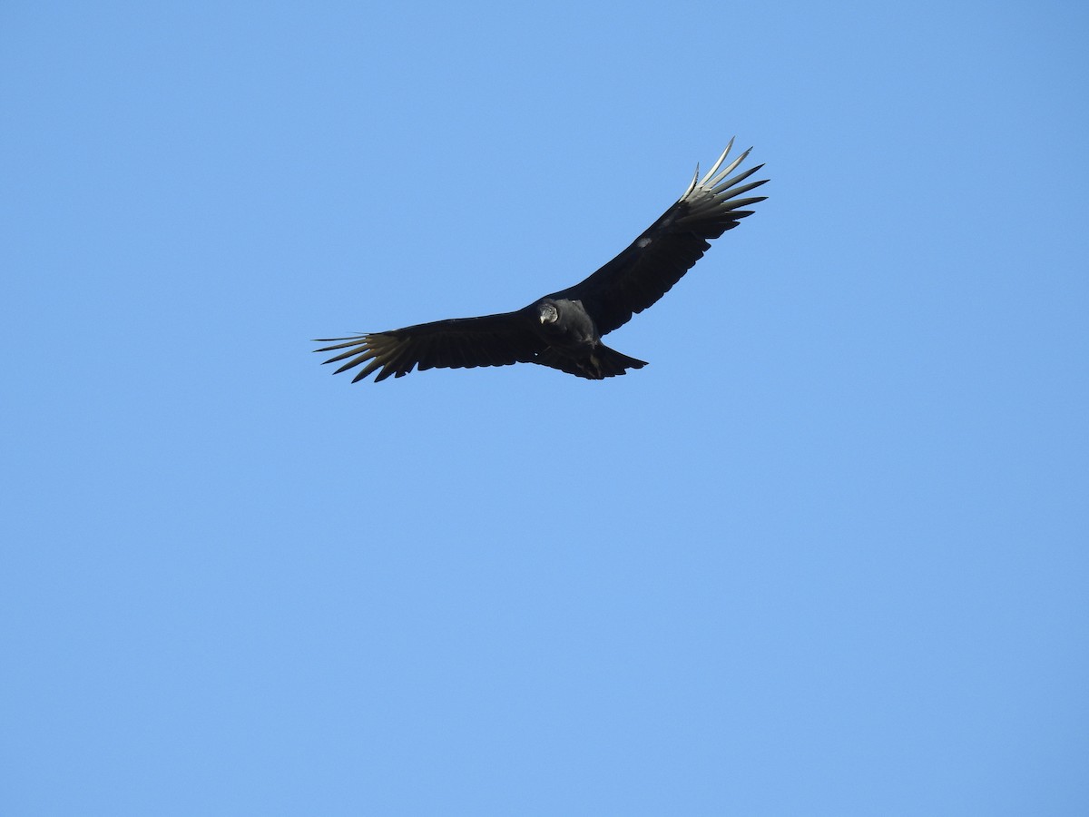 Black Vulture - ML610906362