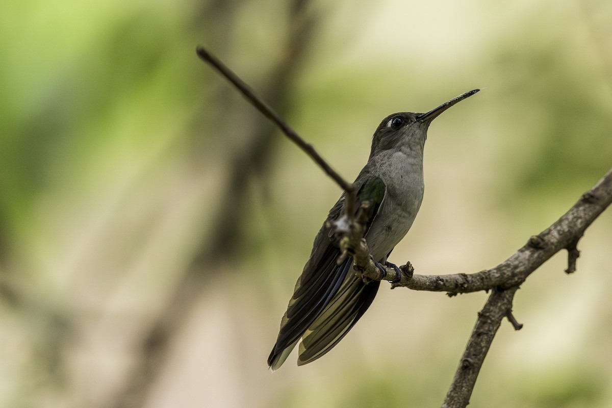 Outcrop Sabrewing - ML610906387