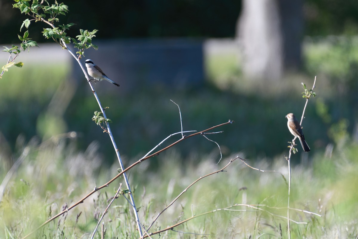 Red-backed Shrike - ML610906677