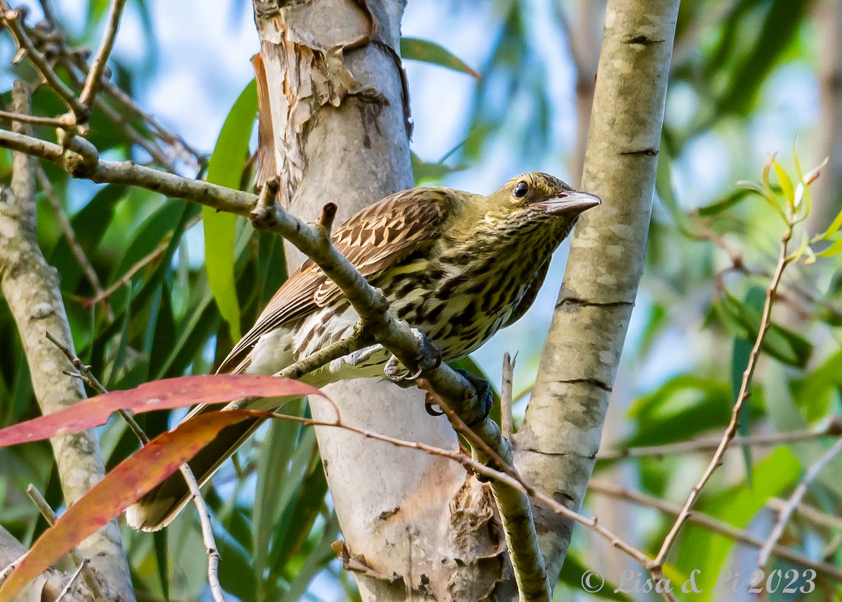 Olive-backed Oriole - ML610906688