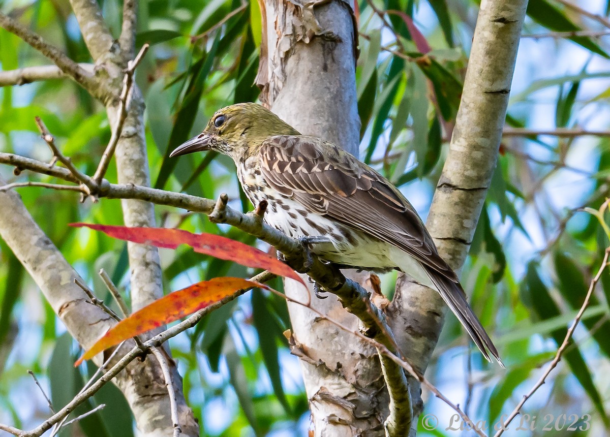 Olive-backed Oriole - ML610906689