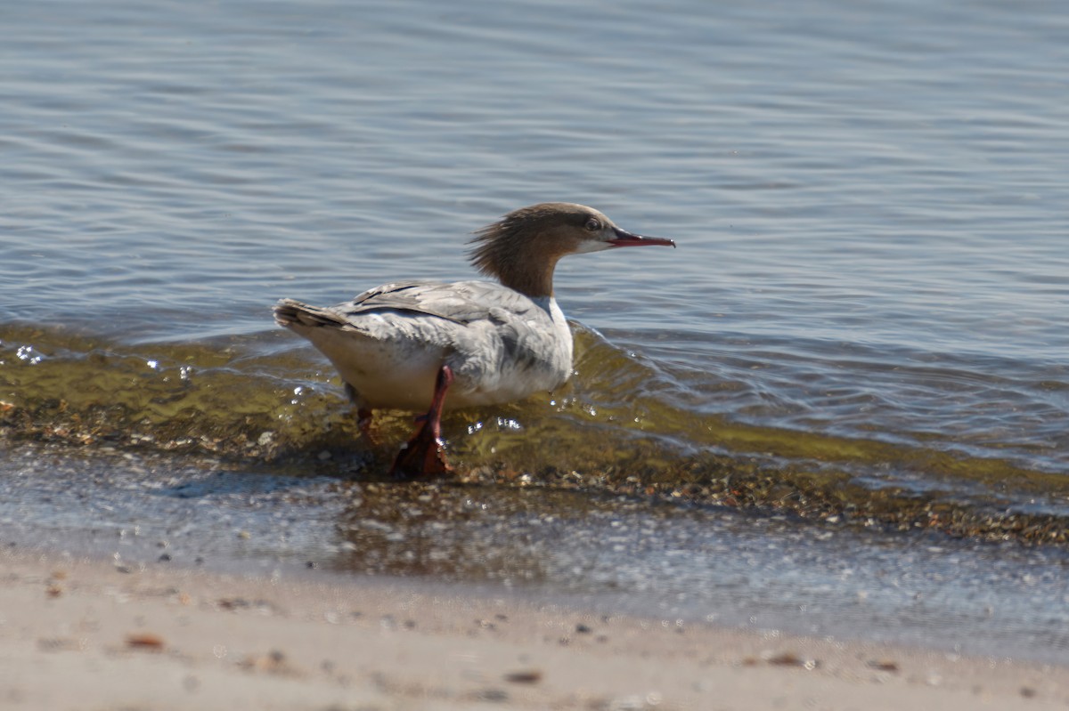 Common Merganser - ML610906692