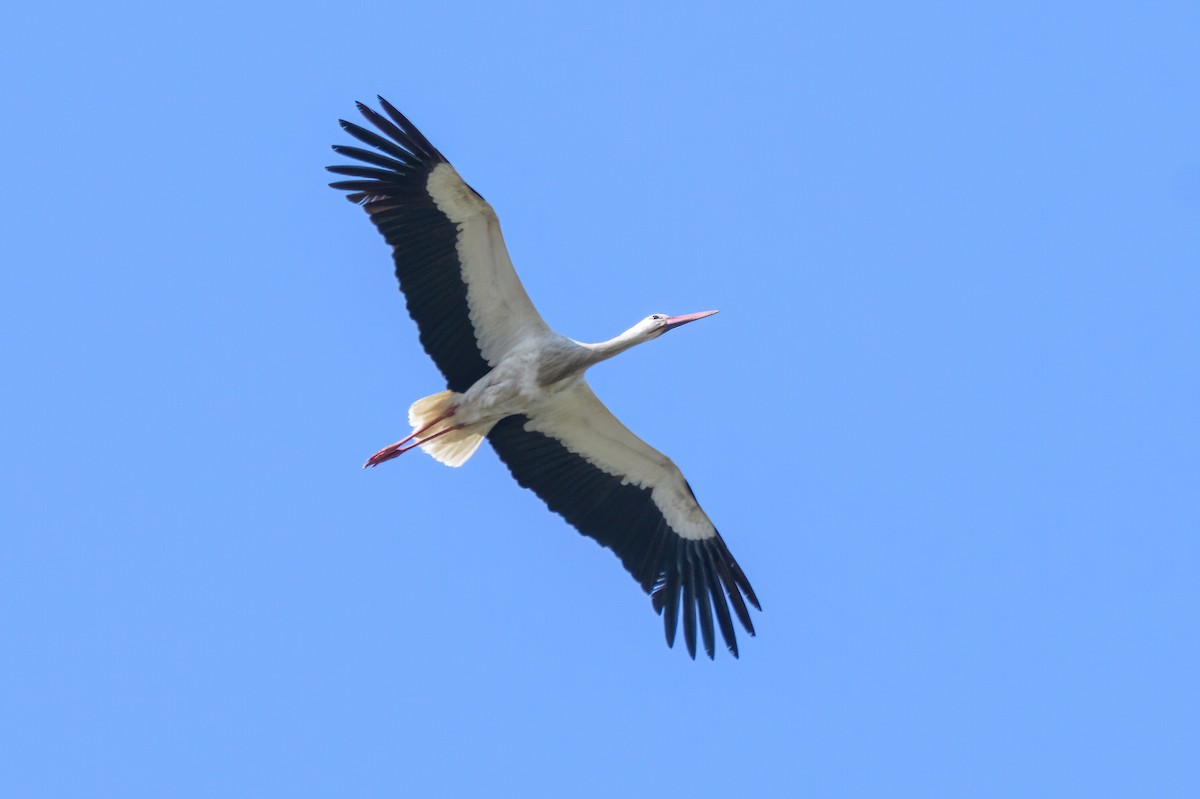 Cigüeña Blanca - ML610906739