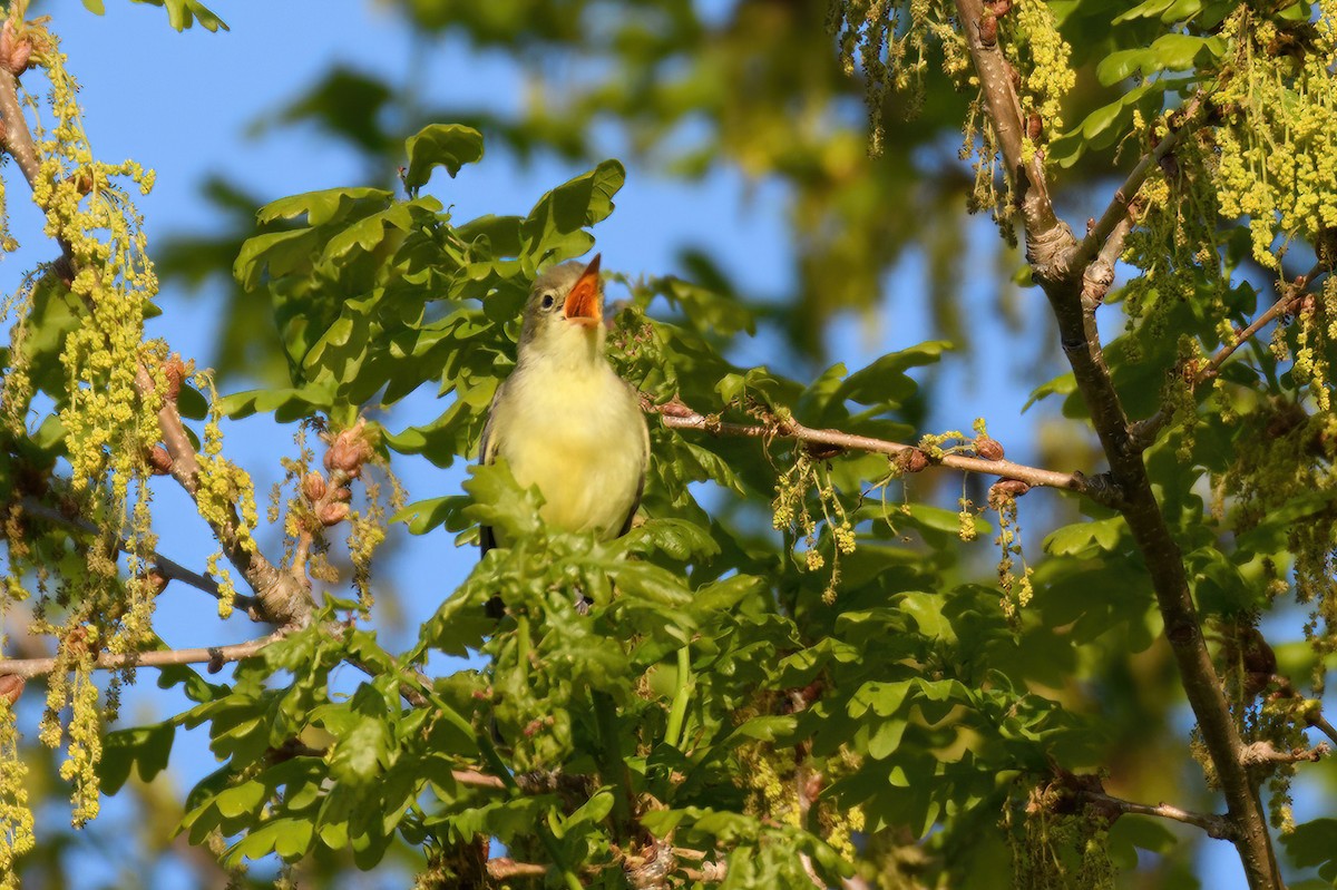 Icterine Warbler - ML610906779