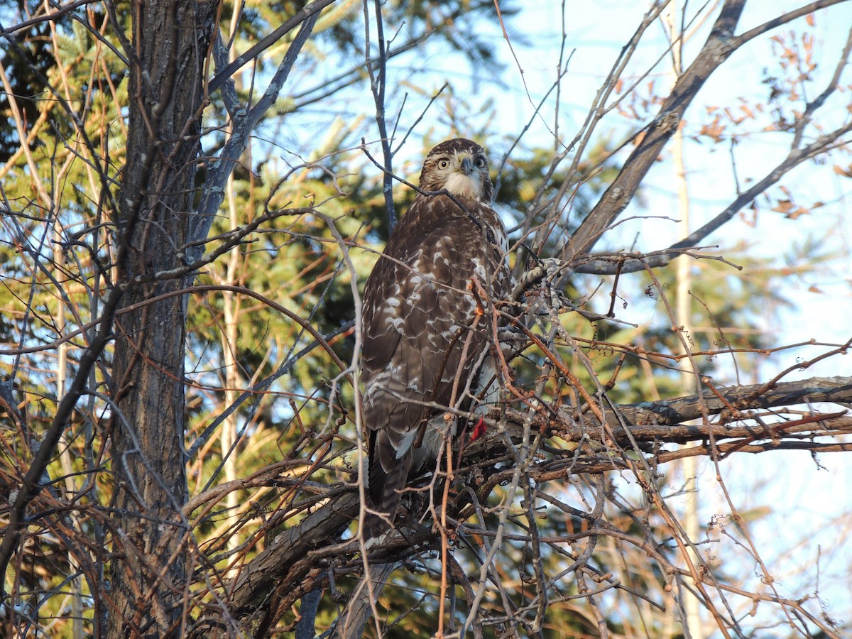 Red-tailed Hawk - ML610906906