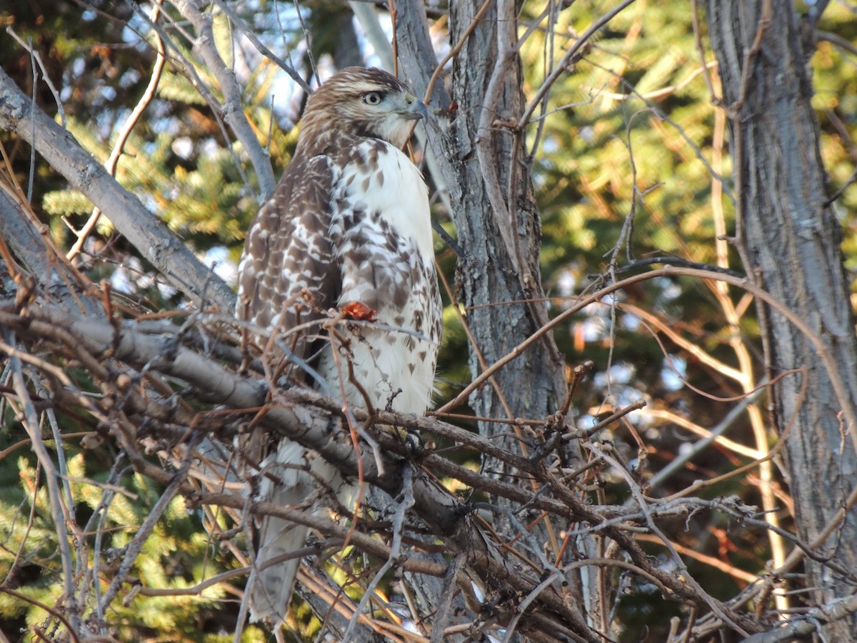Red-tailed Hawk - ML610906908