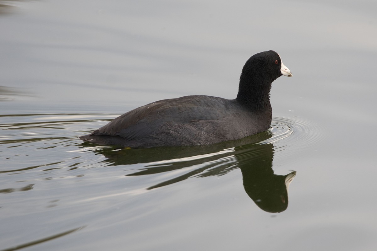 American Coot - ML610906932