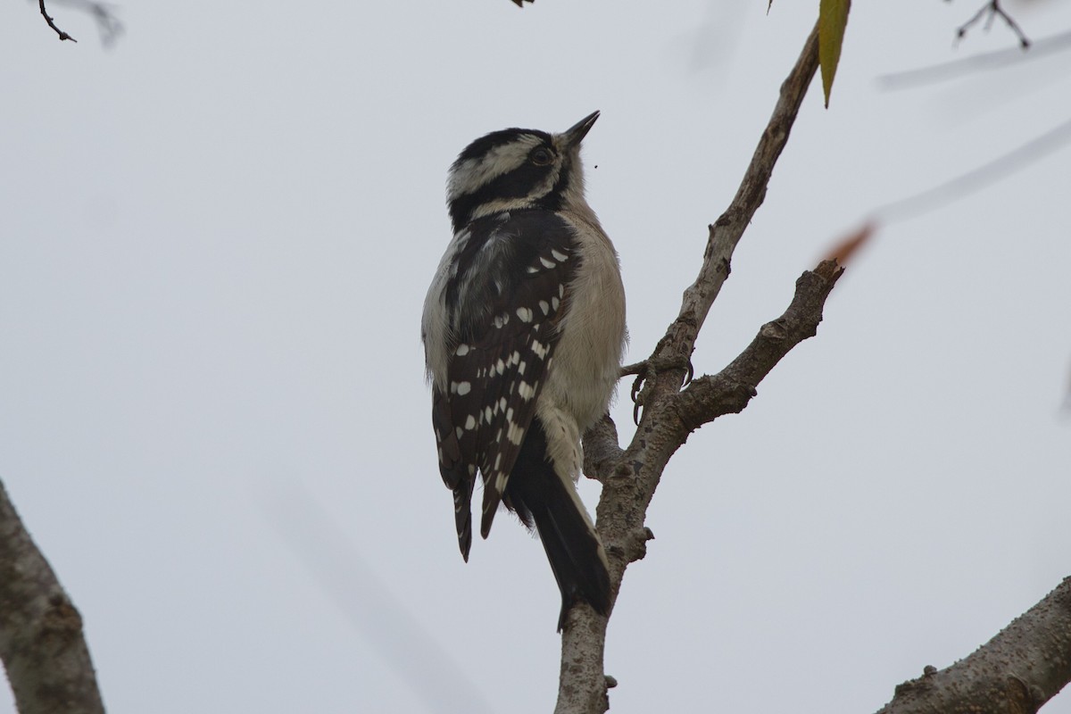 Downy Woodpecker - ML610906952