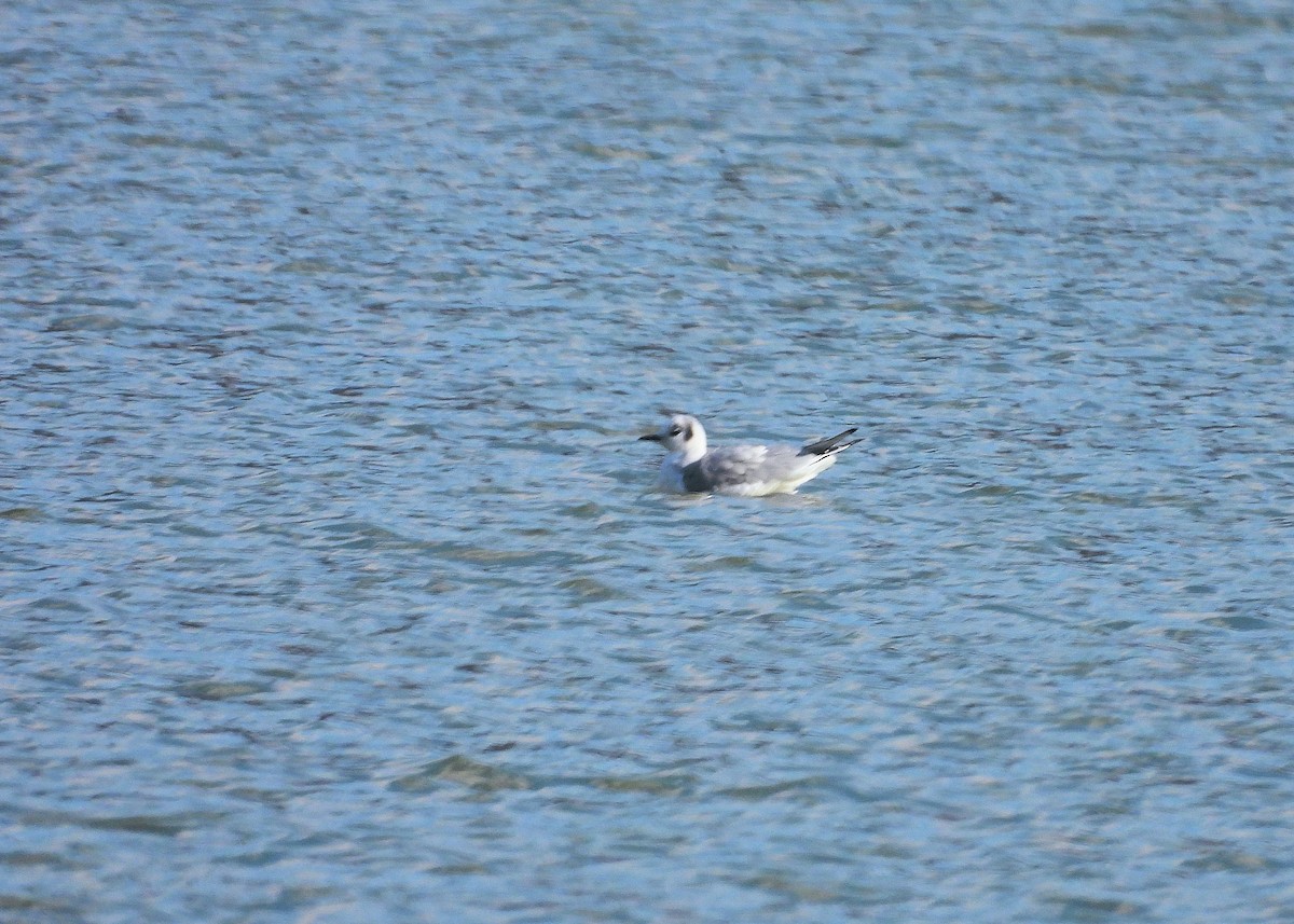 Bonaparte's Gull - Jack OConnell