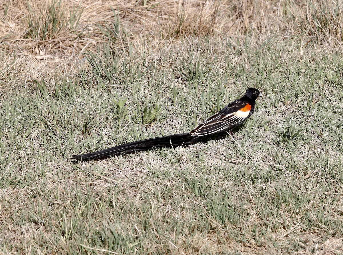 Long-tailed Widowbird - ML610907131