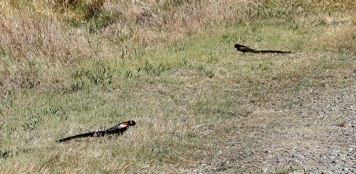 Long-tailed Widowbird - ML610907140