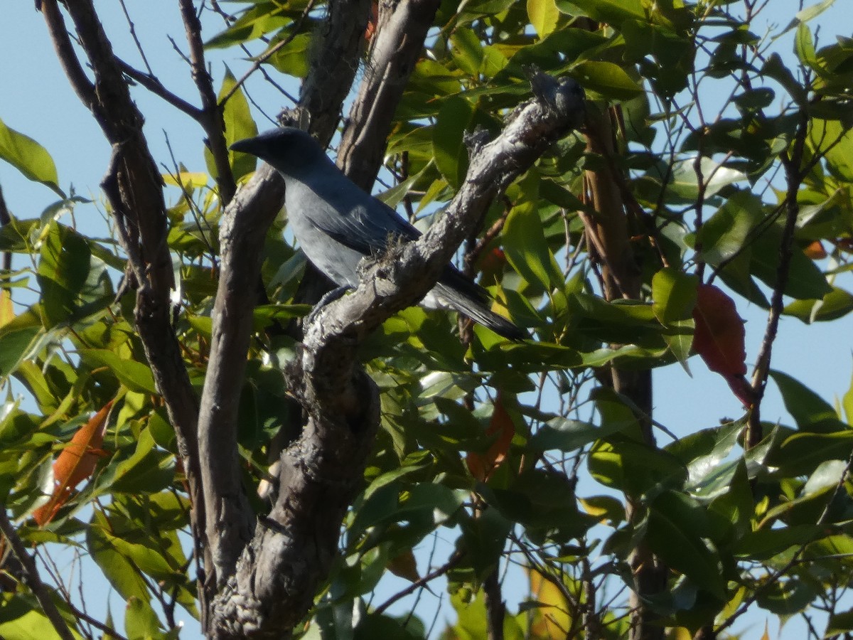 Wallacean Cuckooshrike - ML610907142