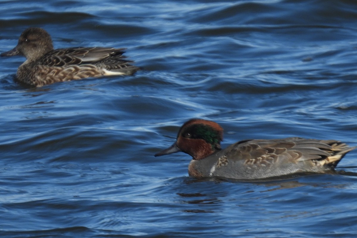 Green-winged Teal - ML610907197