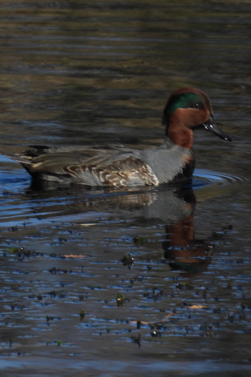 Green-winged Teal - ML610907198