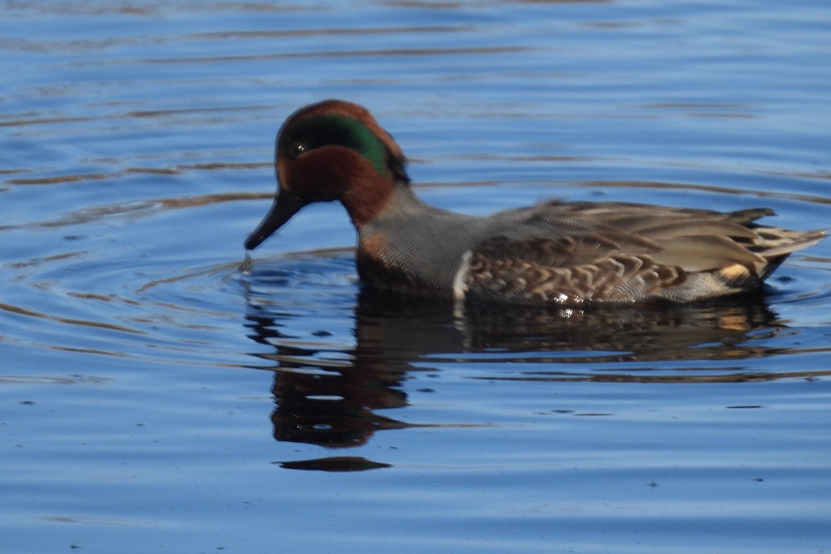 Green-winged Teal - ML610907199