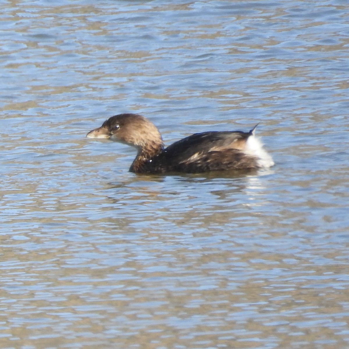 Pied-billed Grebe - ML610907315