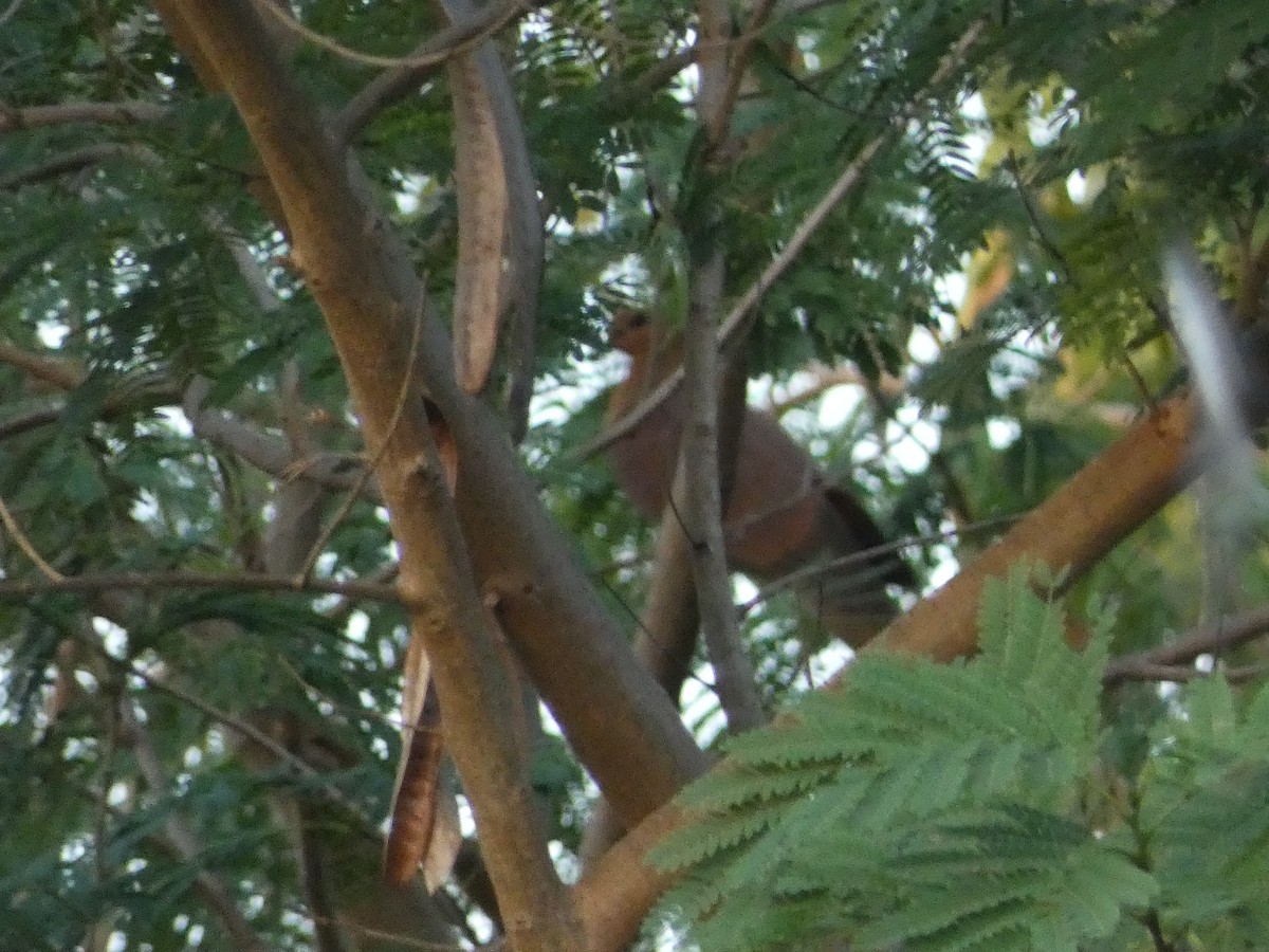 Timor Cuckoo-Dove - Matthew Rathgeber