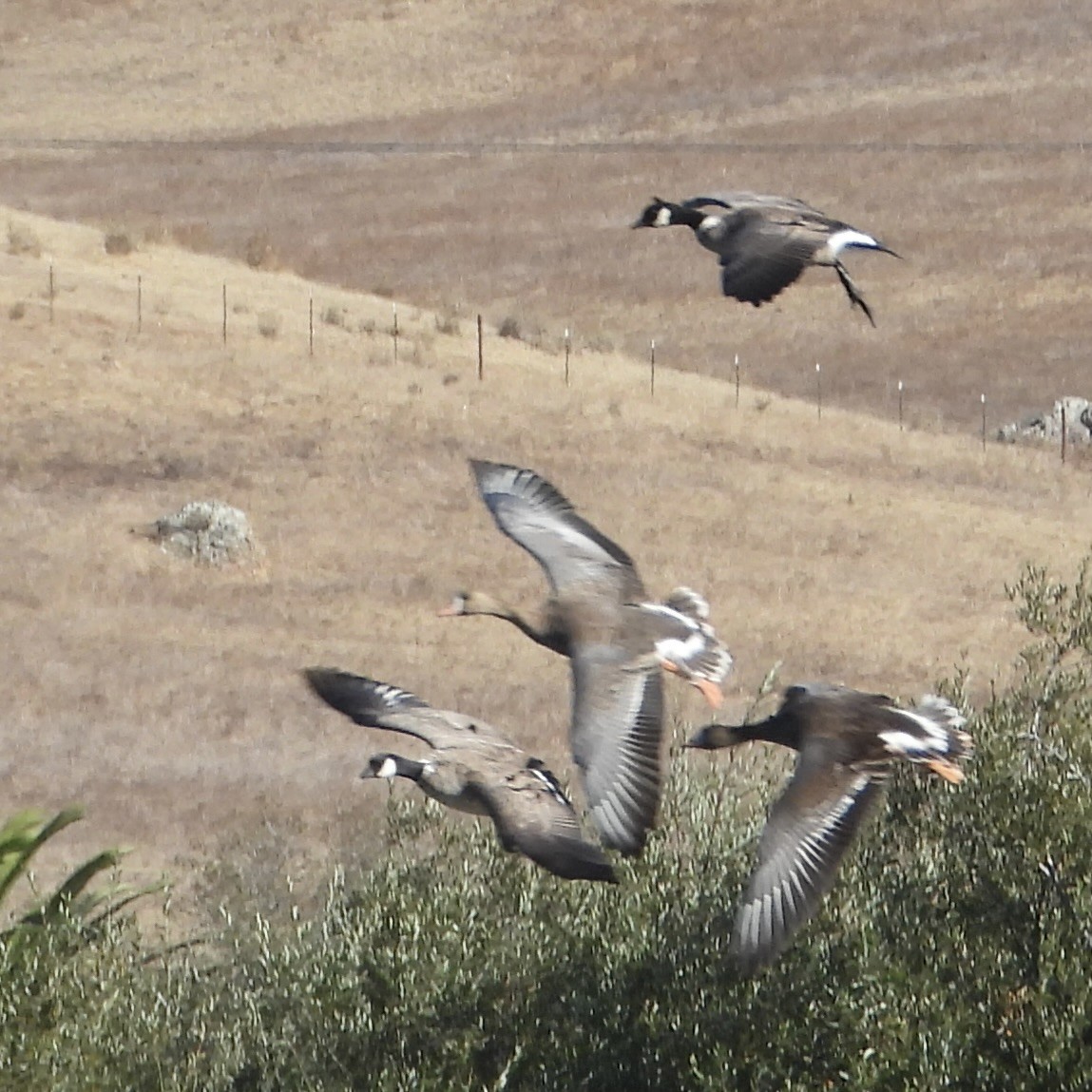 Greater White-fronted Goose - ML610907349