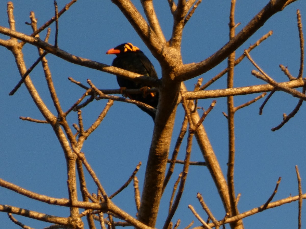 Tenggara Hill Myna - ML610907379