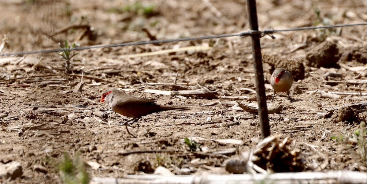 Common Waxbill - Jon Wolfson